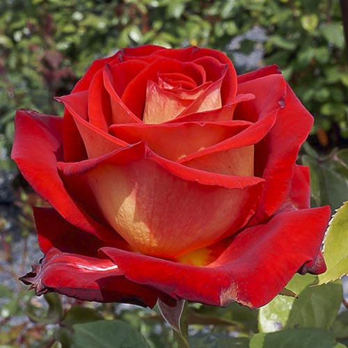 Bicolette teahibrid                szálas          80-100cm